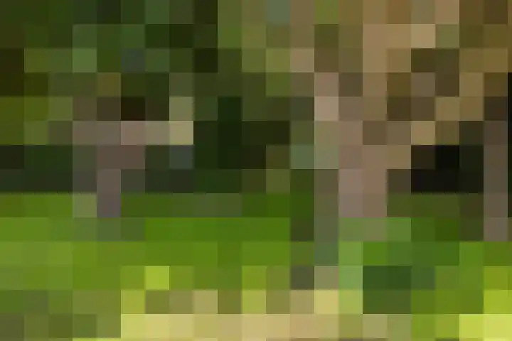Redger 5 Spijk thumbnail 52
