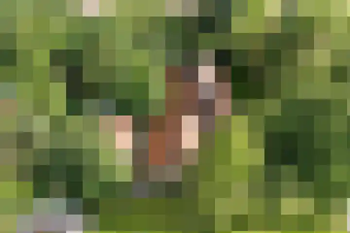 Redger 5 Spijk thumbnail 71