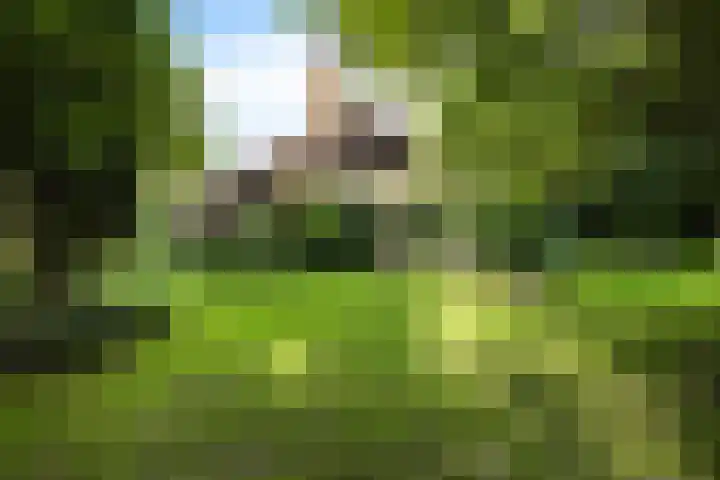 Redger 5 Spijk thumbnail 9