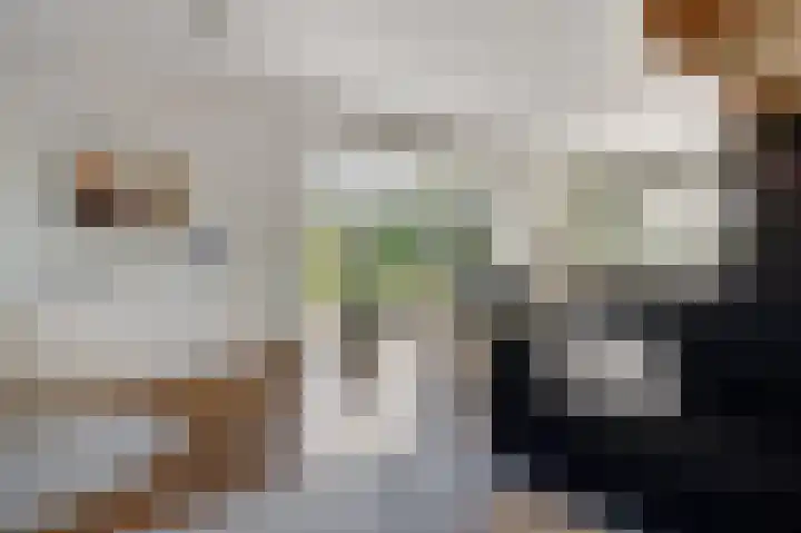 Redoute 14 Groningen thumbnail 27