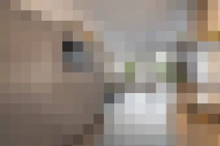Ree 105 Veldhoven thumbnail 12