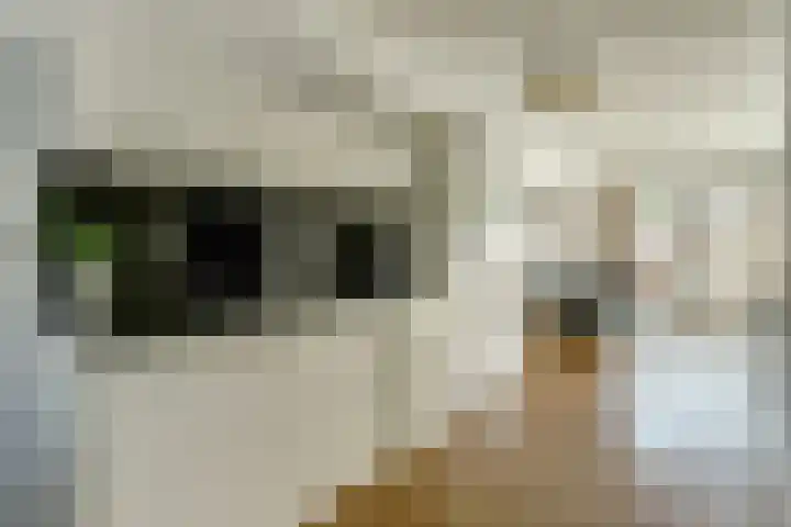 Ree 93 Veldhoven thumbnail 12