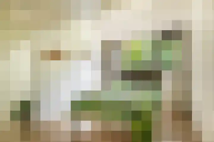Reeboklaan 8 Wageningen thumbnail 18