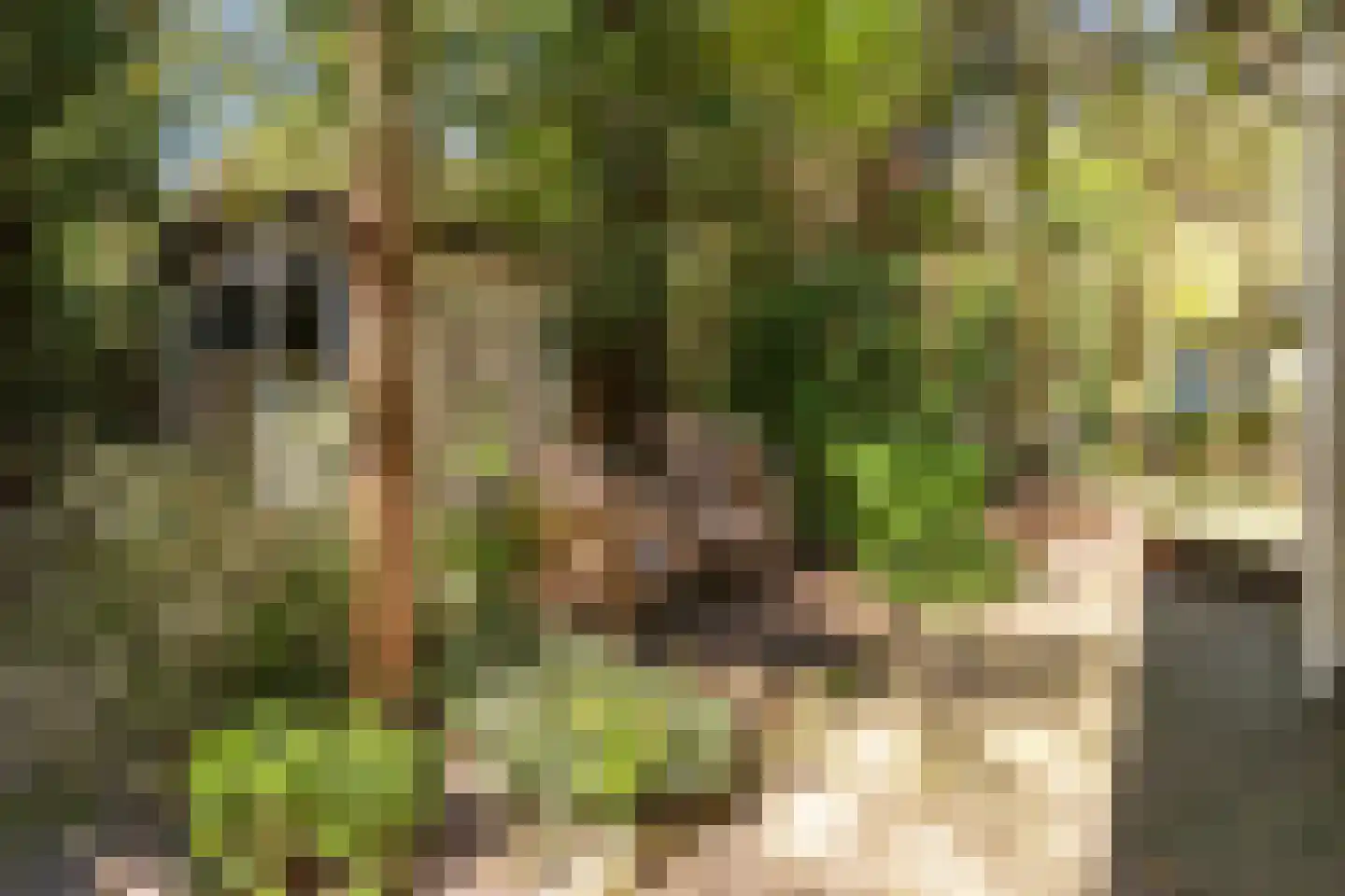 Reeënbergweg 18 99 Beekbergen thumbnail 24