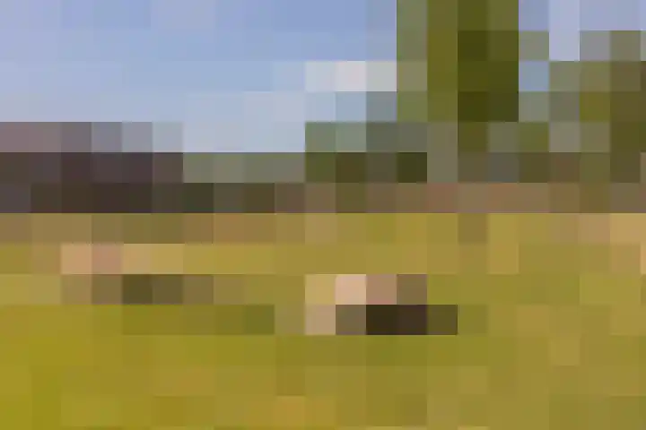 Reehorsterweg 21 B Ede thumbnail 48