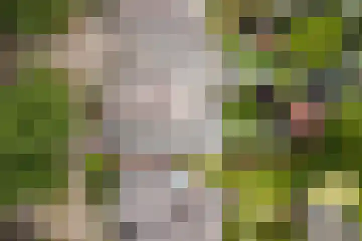 Reeneik 8 Reusel thumbnail 42