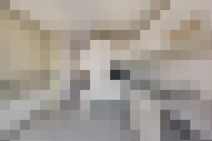 Reenstraat 5 Bergeijk thumbnail 13