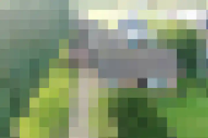 Reesloot 13 Pijnacker