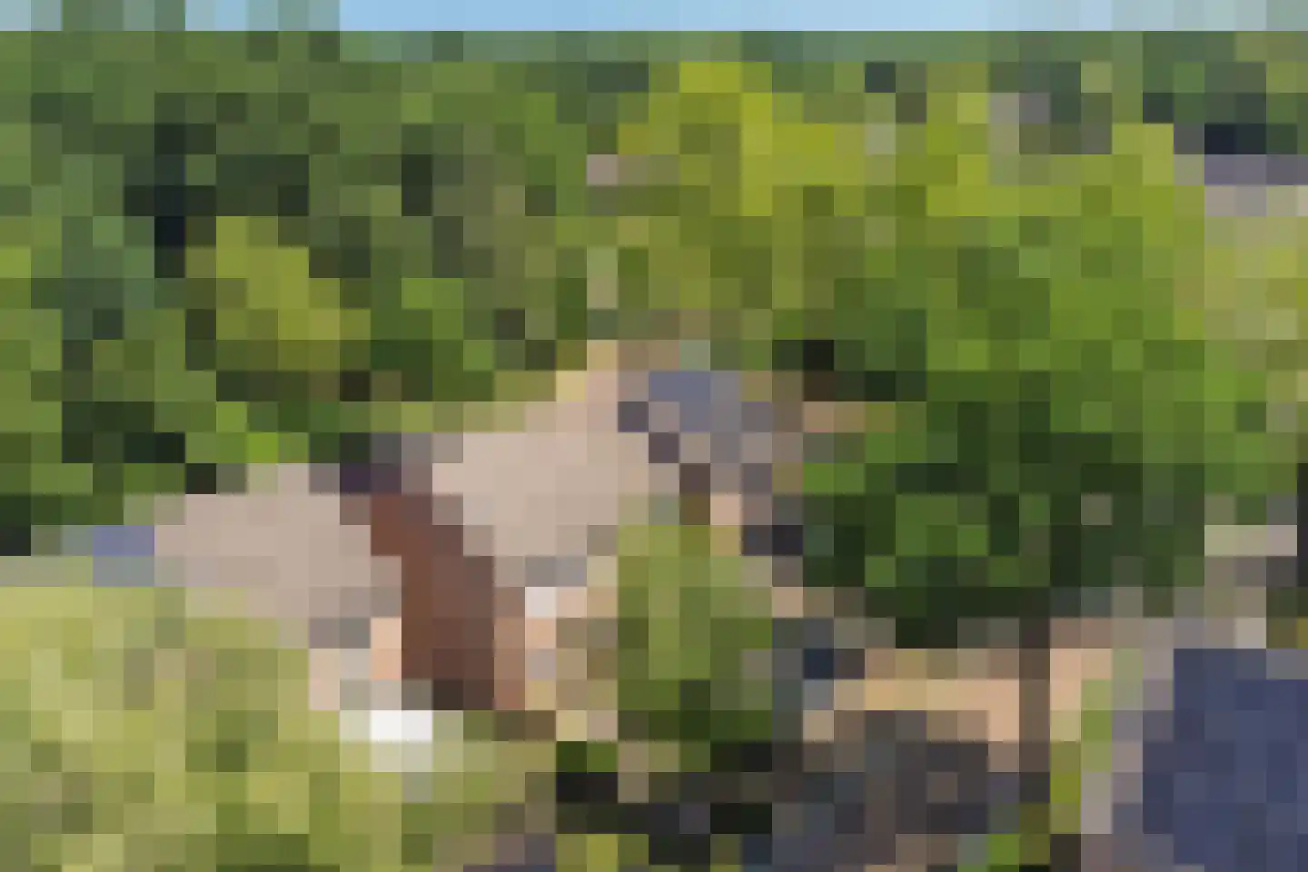 Reeveld 2 Cuijk thumbnail 46
