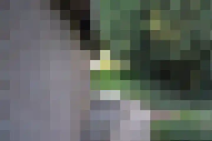 Reewoude 17 Herkenbosch thumbnail 25