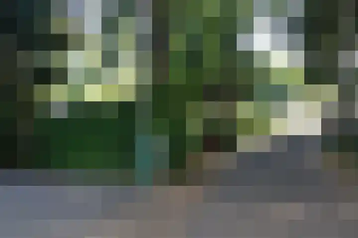 Reewoude 17 Herkenbosch thumbnail 50