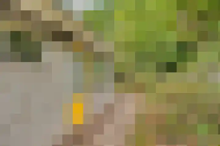 Reewoude 49 Herkenbosch thumbnail 25