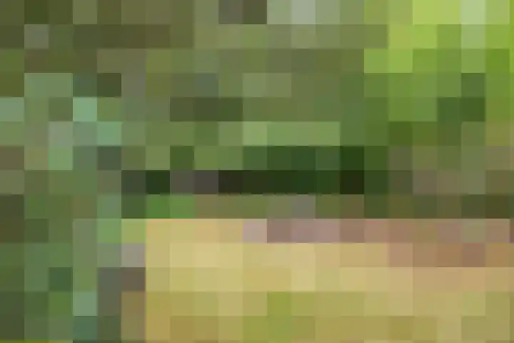 Reewoude 49 Herkenbosch thumbnail 30