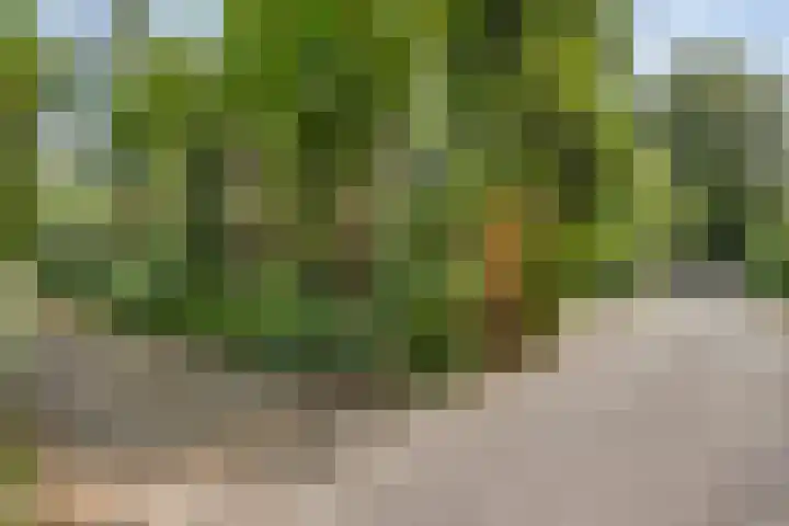 Reewoude 49 Herkenbosch thumbnail 35