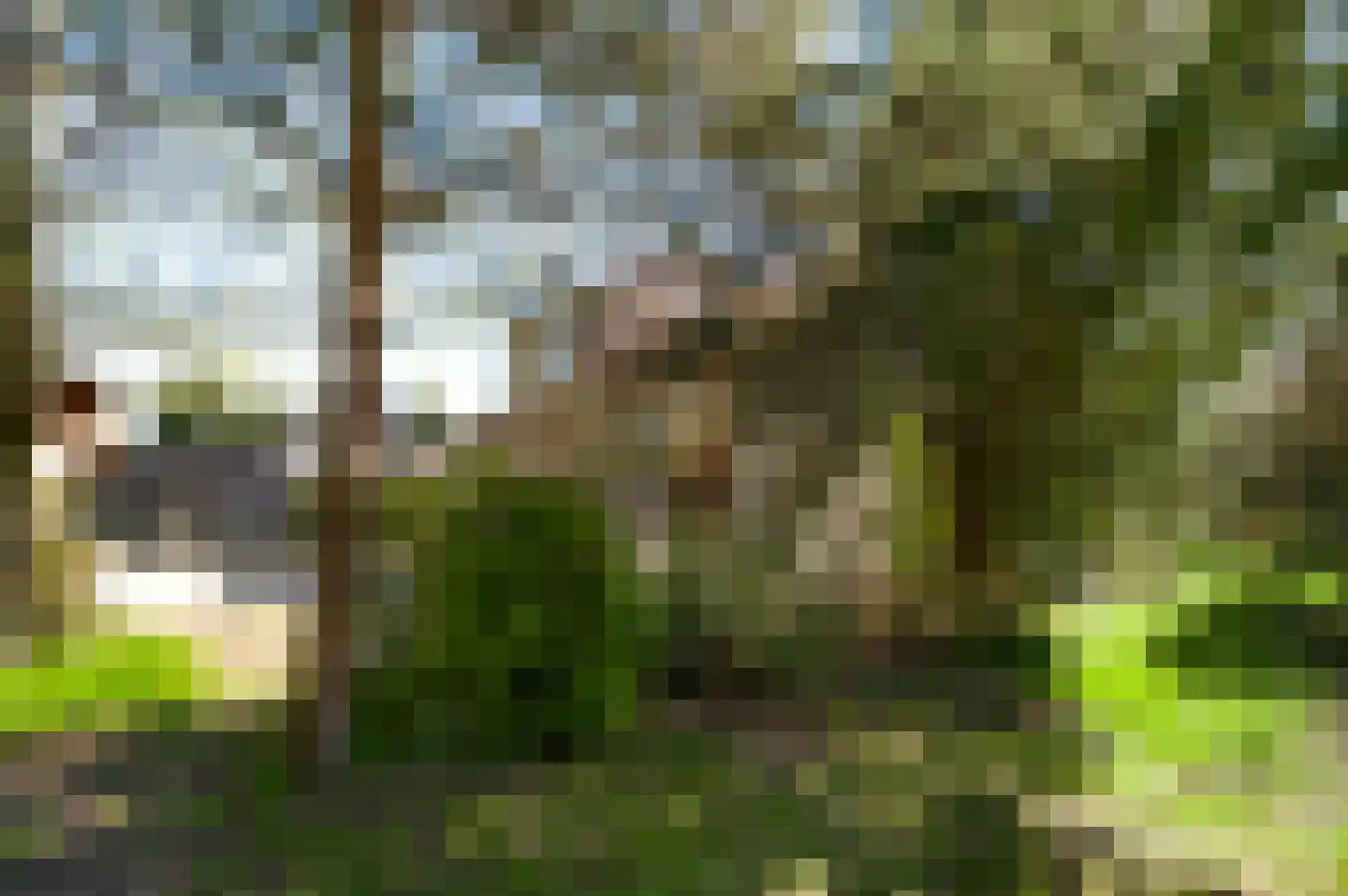 Reewoude 53 Herkenbosch thumbnail 26