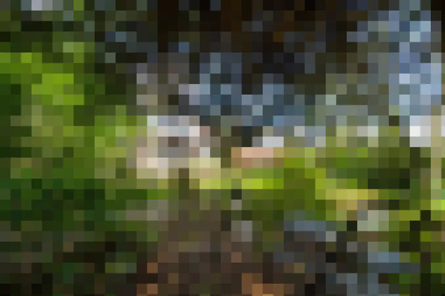 Reewoude 53 Herkenbosch thumbnail 34