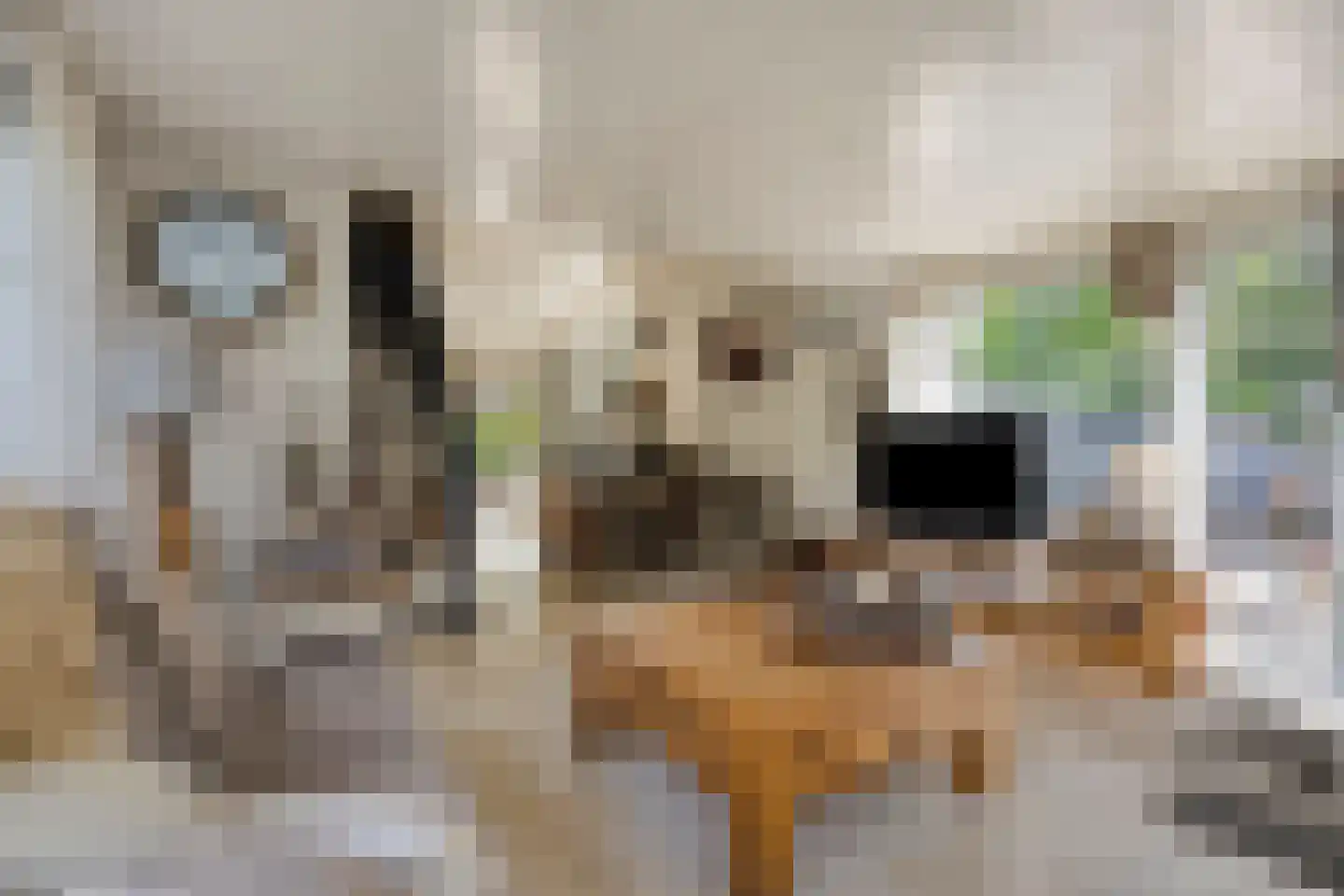 Reewoude 55 Herkenbosch thumbnail 10
