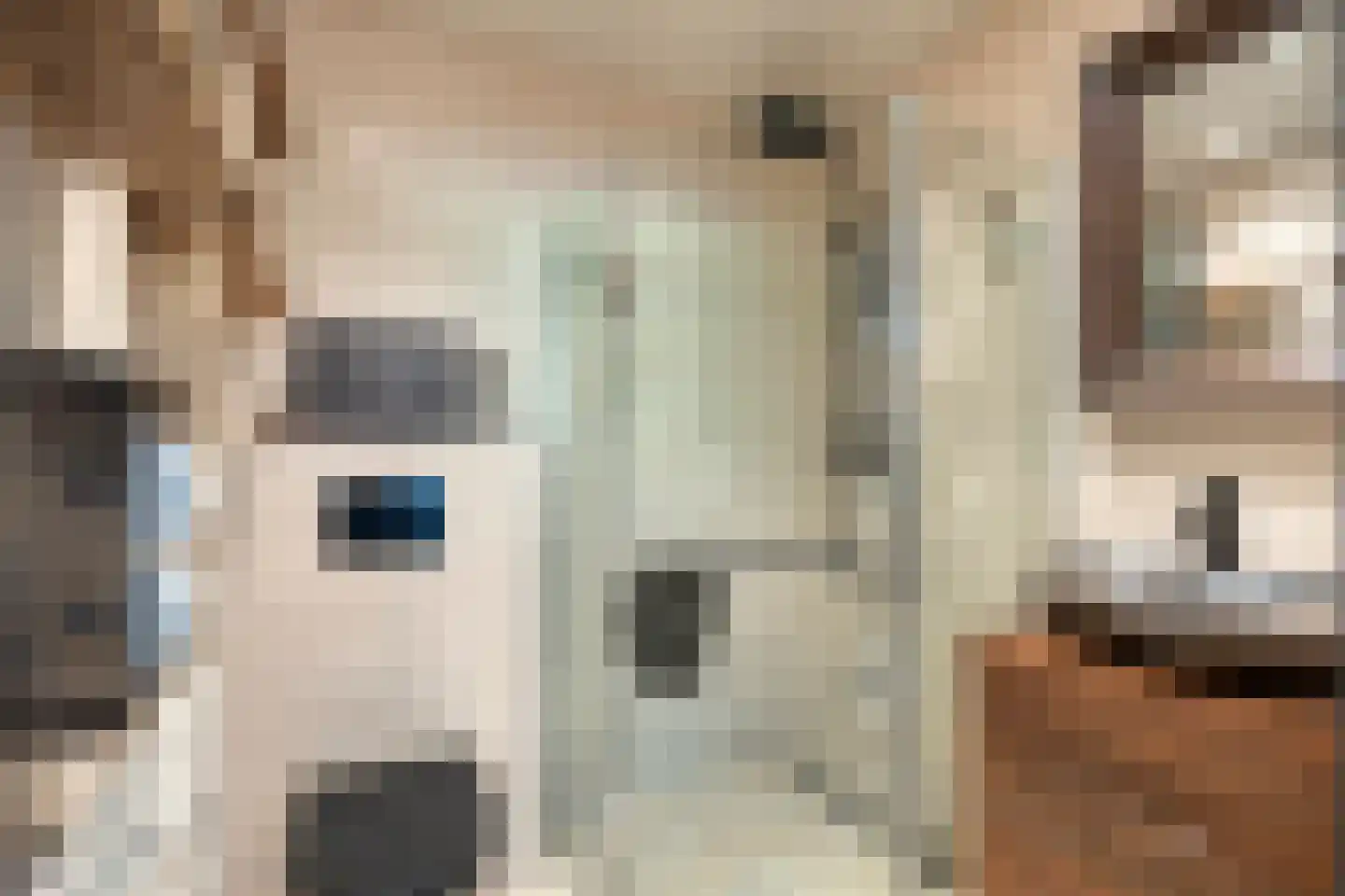 Reewoude 55 Herkenbosch thumbnail 20