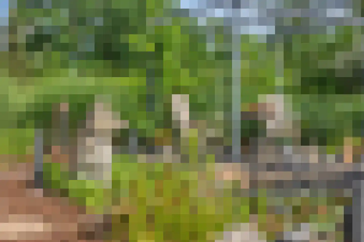 Reewoude 55 Herkenbosch thumbnail 28