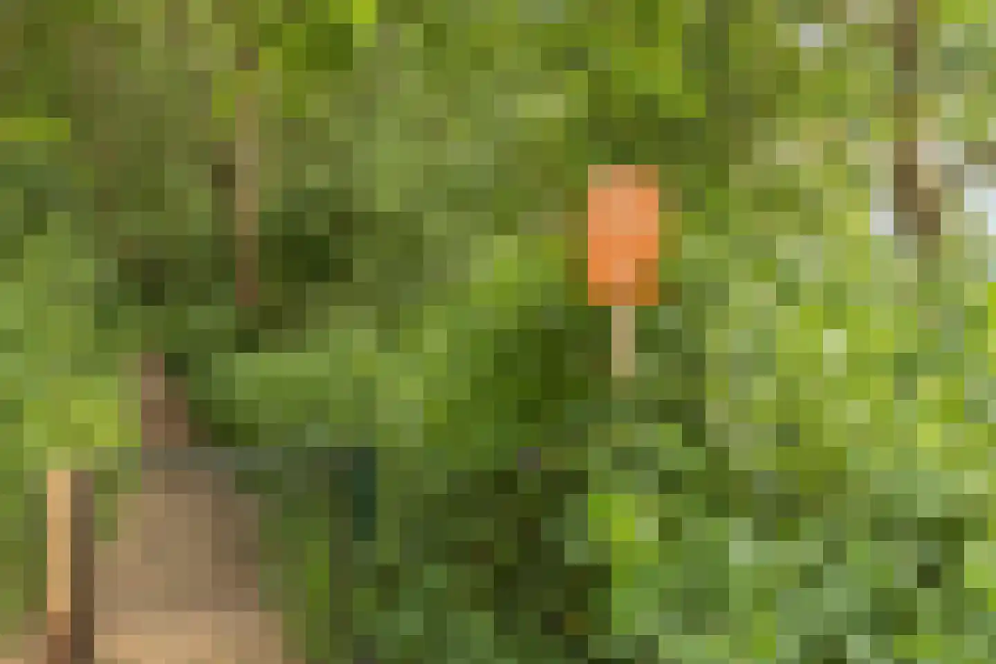 Reewoude 55 Herkenbosch thumbnail 44