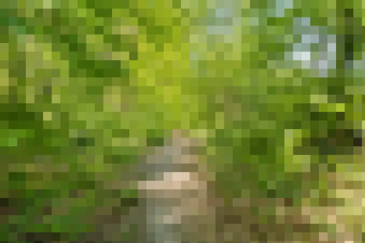 Reewoude 74 Herkenbosch thumbnail 63