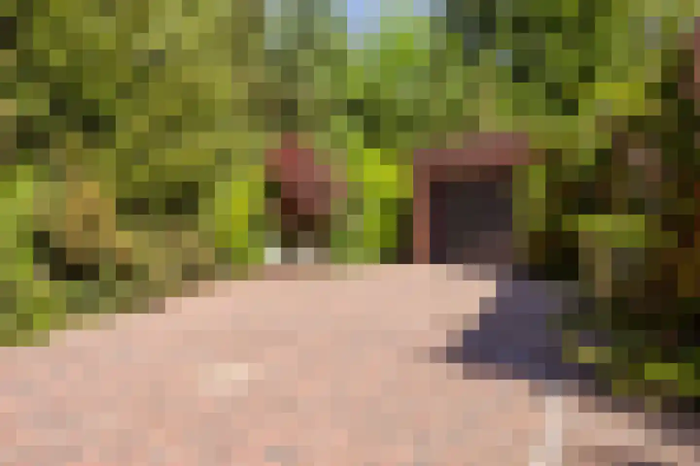 Reewoude 74 Herkenbosch thumbnail 9