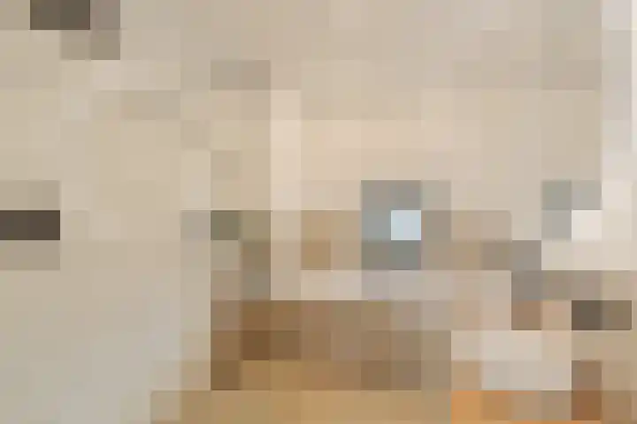 Regenboogforel 16 Waddinxveen thumbnail 27