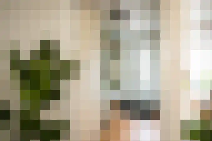 Regenboogforel 42 Krommenie thumbnail 17