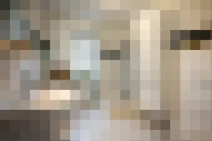 Regenboogforel 42 Krommenie thumbnail 25