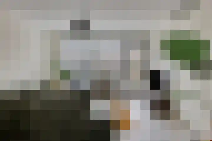 Regenboogven 115 Veldhoven thumbnail 15