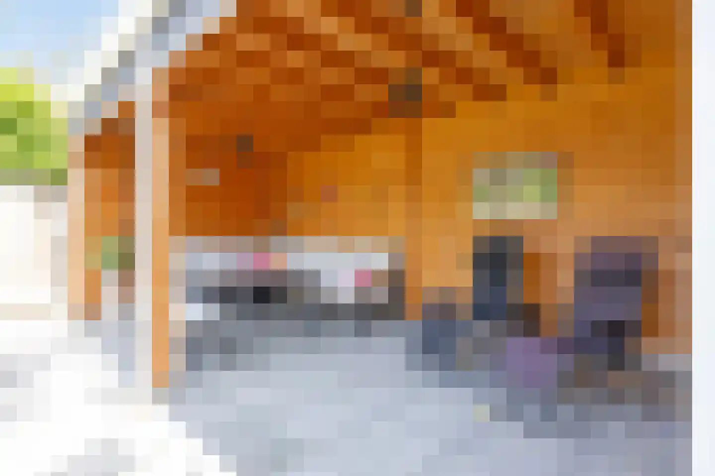 Regent Smitsstraat 52 Sint-Michielsgestel thumbnail 50