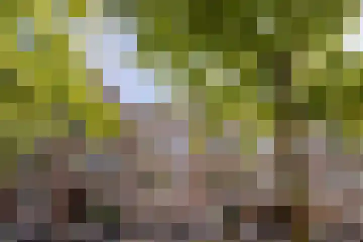 Regentesselaan 54 C Den Haag thumbnail 16