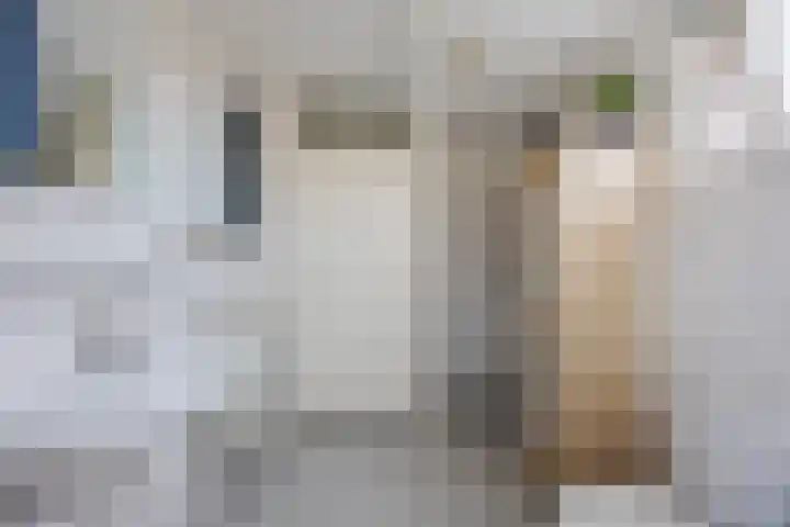 Regenwulp 13 Goirle thumbnail 28