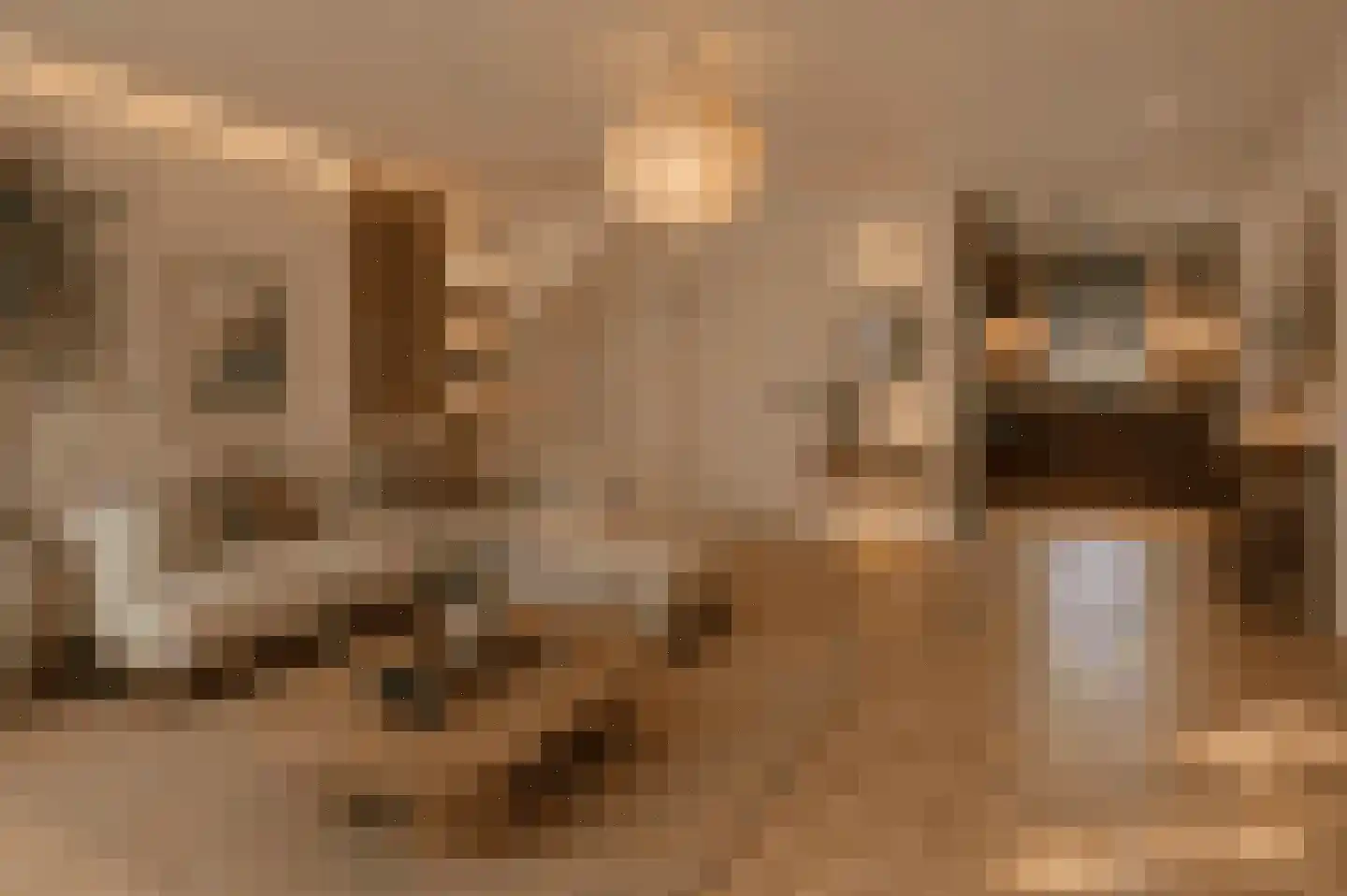 Regenwulp 14 Muiderberg thumbnail 14
