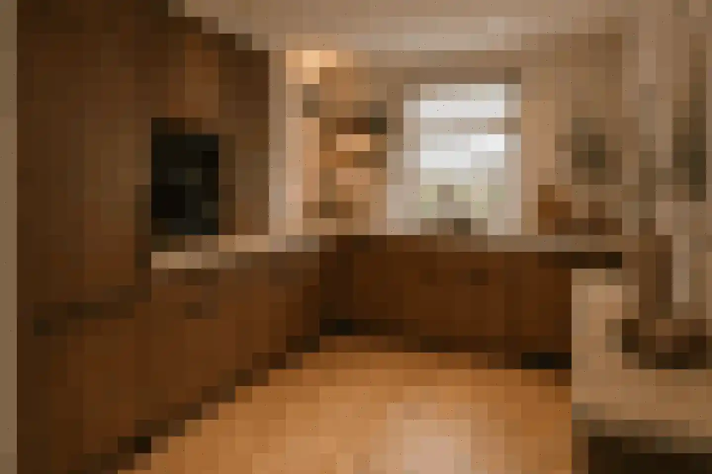 Regenwulp 14 Muiderberg thumbnail 20