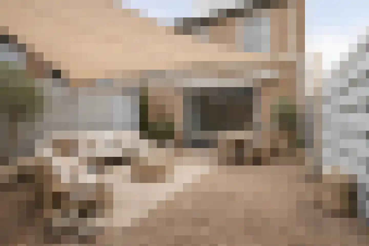 Regenwulp 14 Muiderberg thumbnail 27