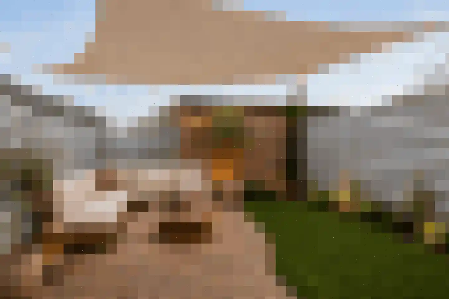 Regenwulp 14 Muiderberg thumbnail 30