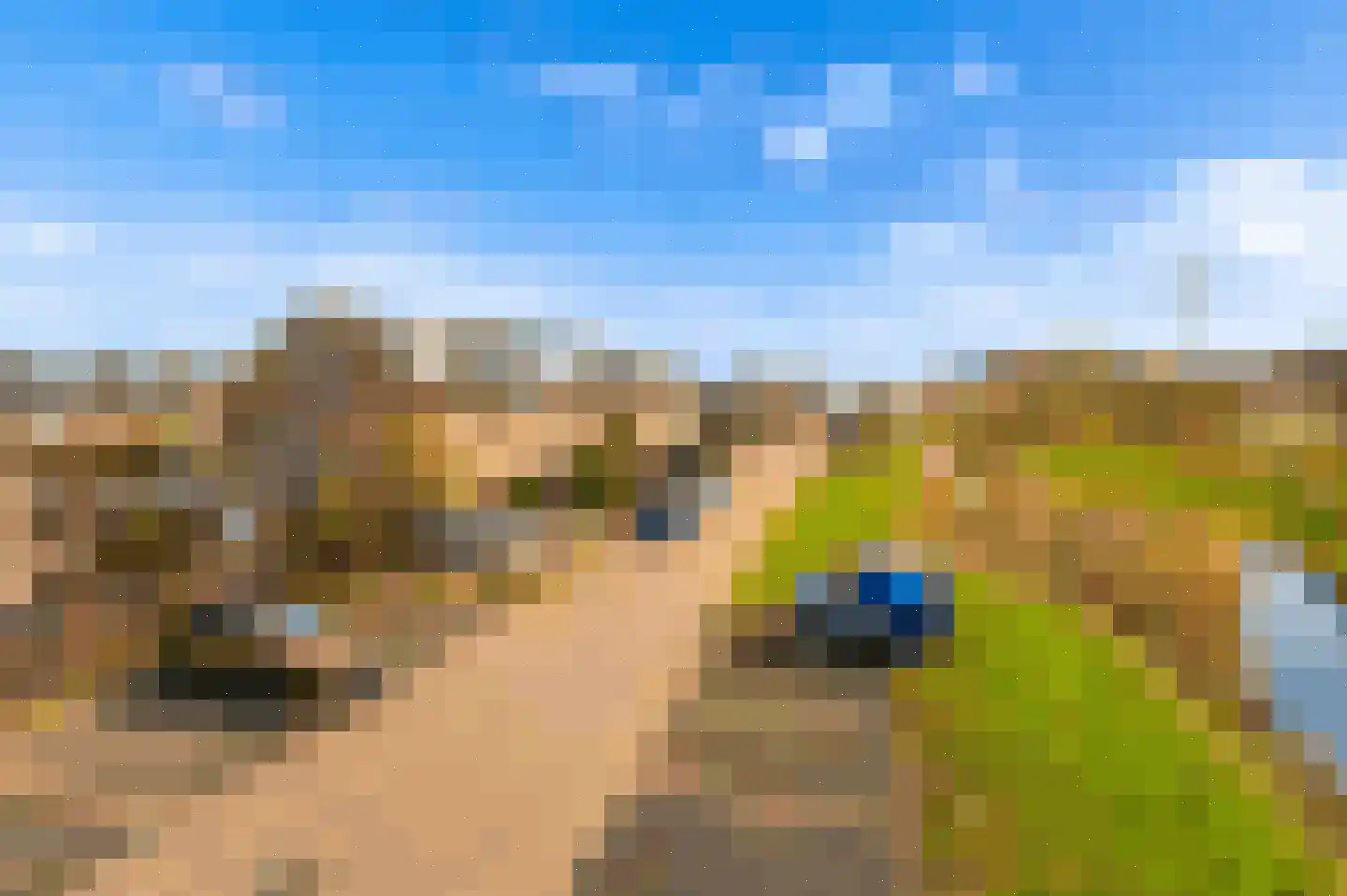 Regenwulp 14 Muiderberg thumbnail 4