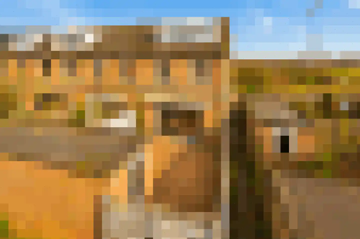 Regenwulp 14 Muiderberg thumbnail 57