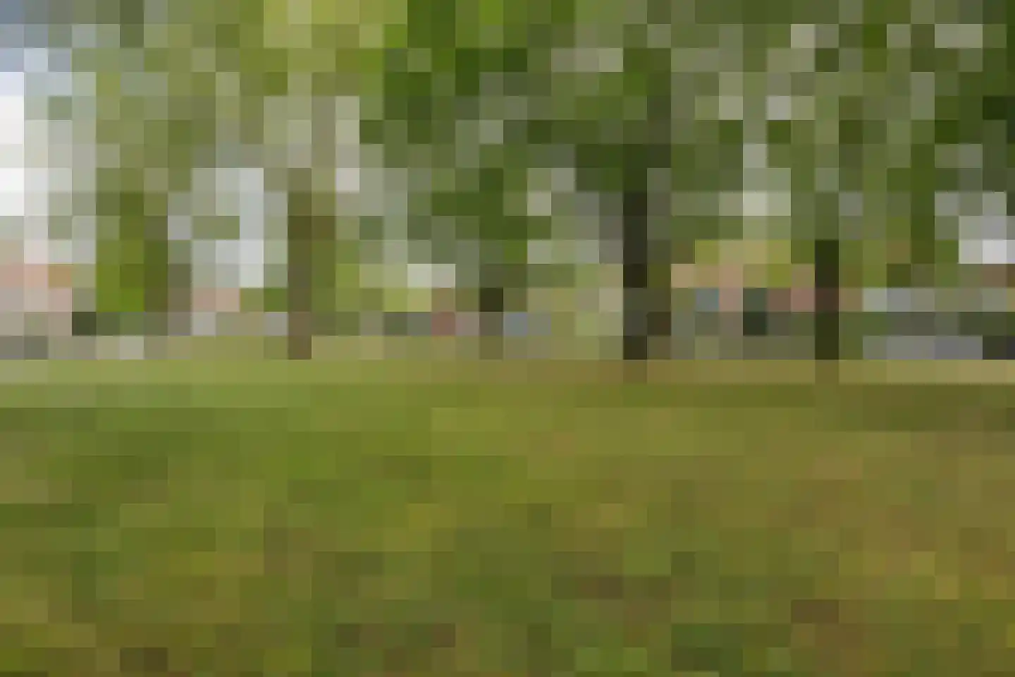 Regenwulp 14 Muiderberg thumbnail 64