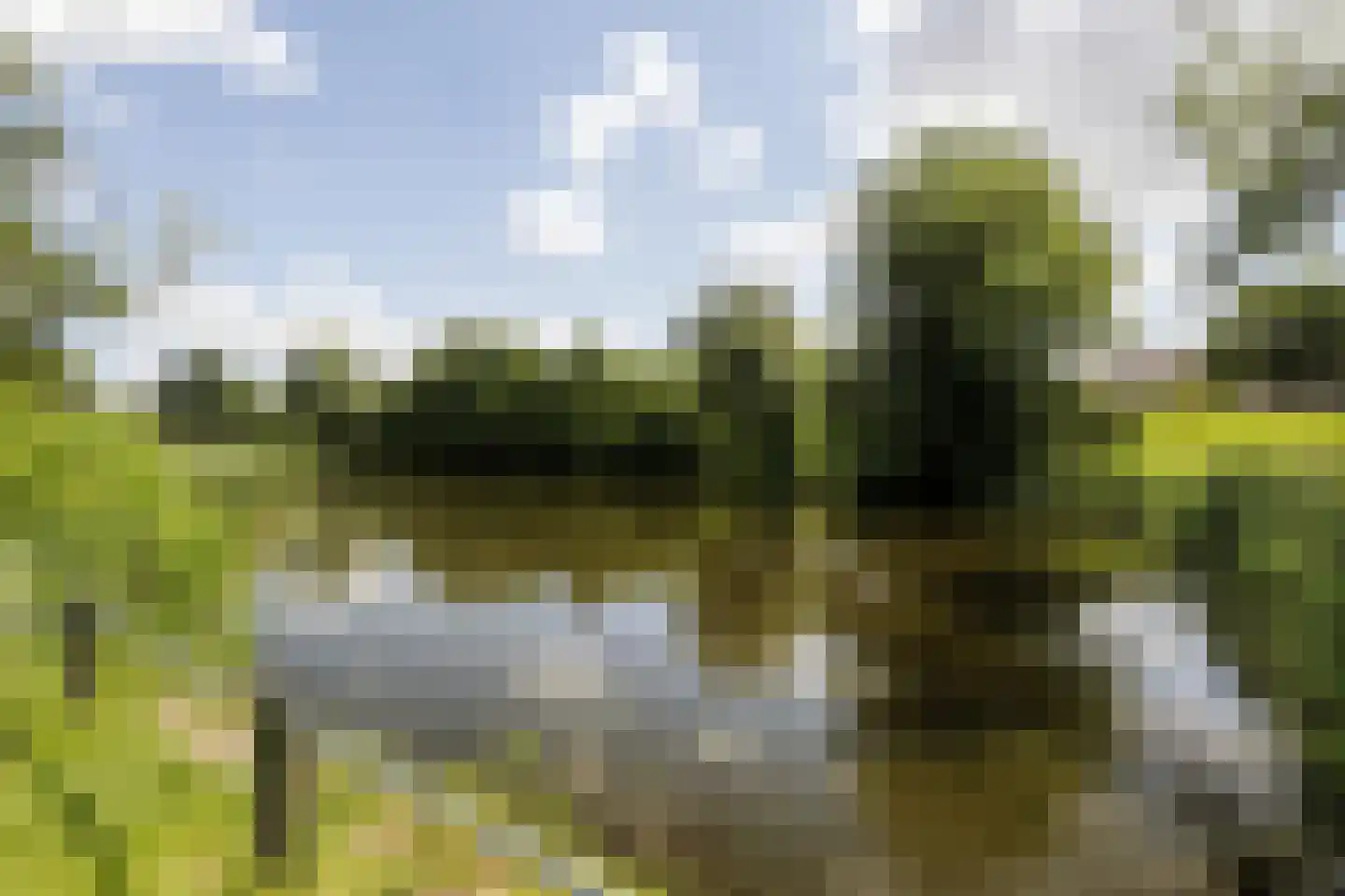 Regenwulp 14 Muiderberg thumbnail 65