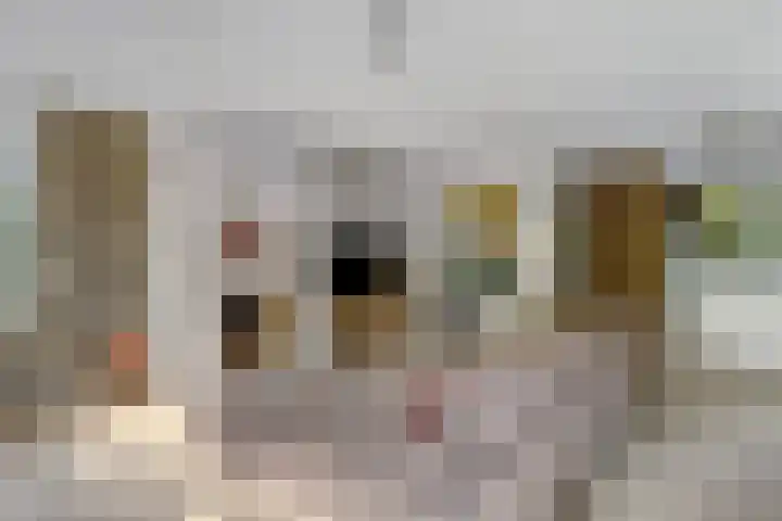Regenwulp 58 Breda thumbnail 12