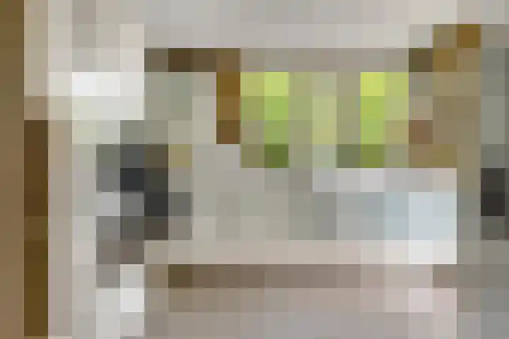 Regenwulp 58 Breda thumbnail 17