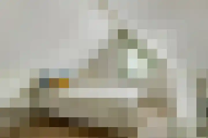 Regenwulp 58 Breda thumbnail 34