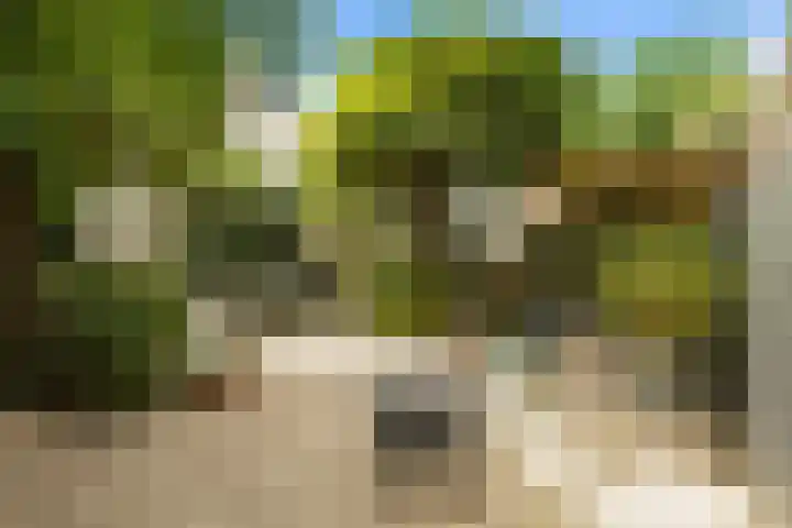 Regenwulp 58 Breda thumbnail 36