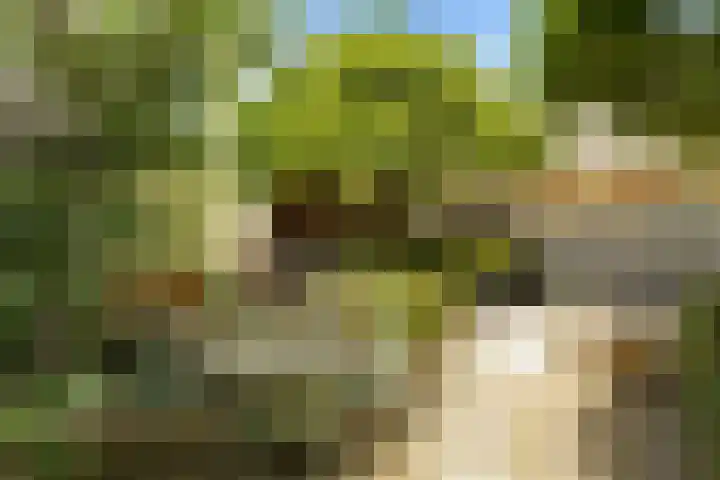 Regenwulp 58 Breda thumbnail 37