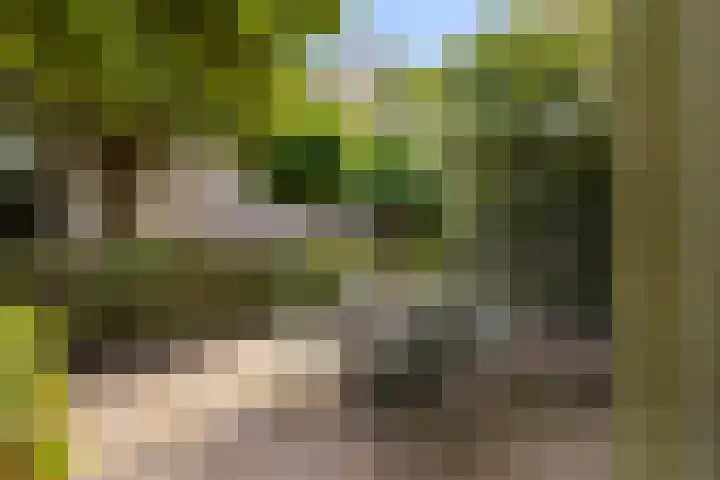 Regenwulp 58 Breda thumbnail 40