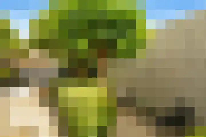 Regenwulp 58 Breda thumbnail 41