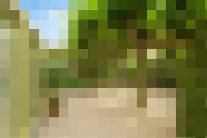 Regenwulp 58 Breda thumbnail 47