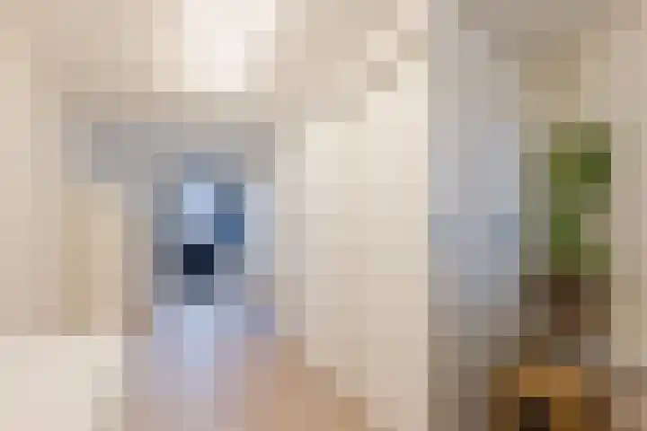 Reggeland 4 Nieuwleusen thumbnail 19